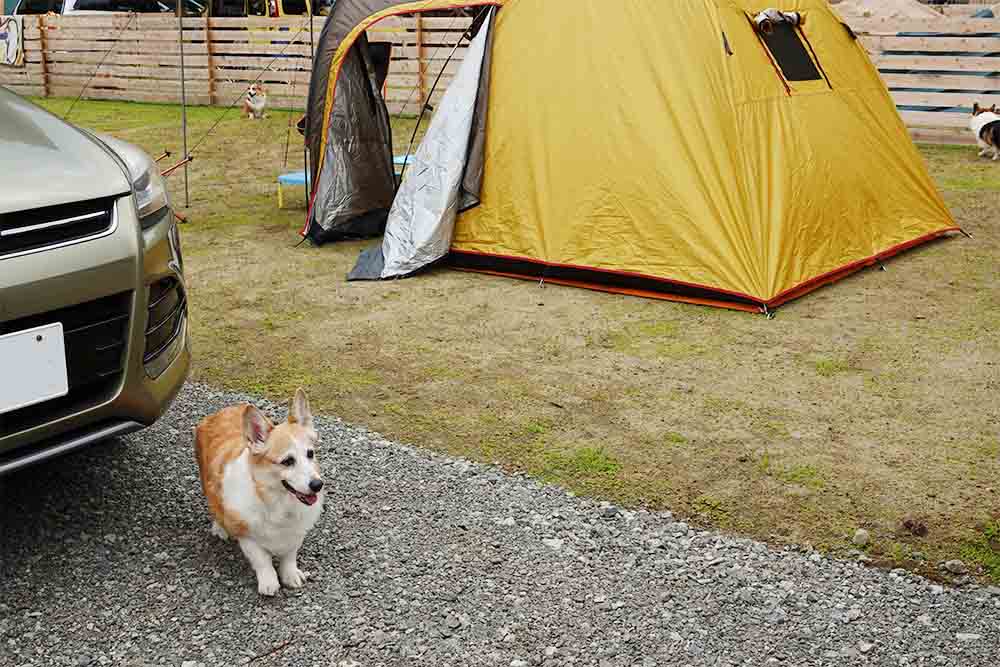 ドッグキャンプ福寿| 山梨県 山中湖村の犬と泊まれるキャンプ場