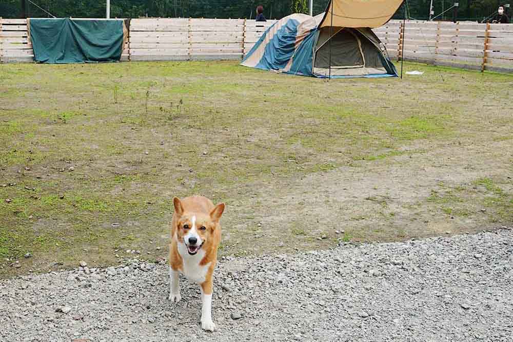 ドッグキャンプ福寿| 山梨県 山中湖村の犬と泊まれるキャンプ場