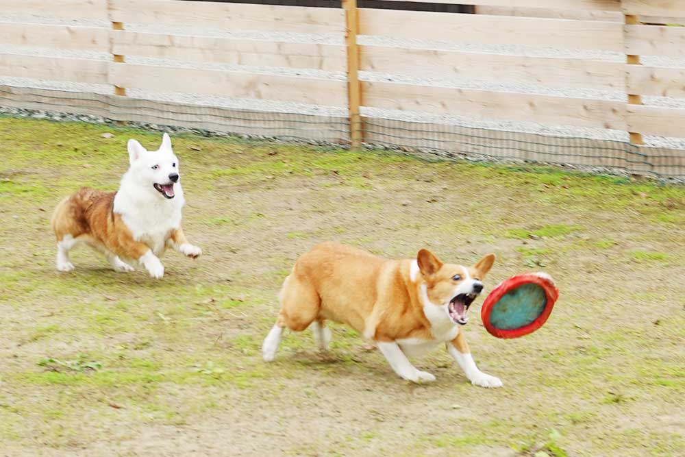 ドッグキャンプ福寿| 山梨県 山中湖村の犬と泊まれるキャンプ場