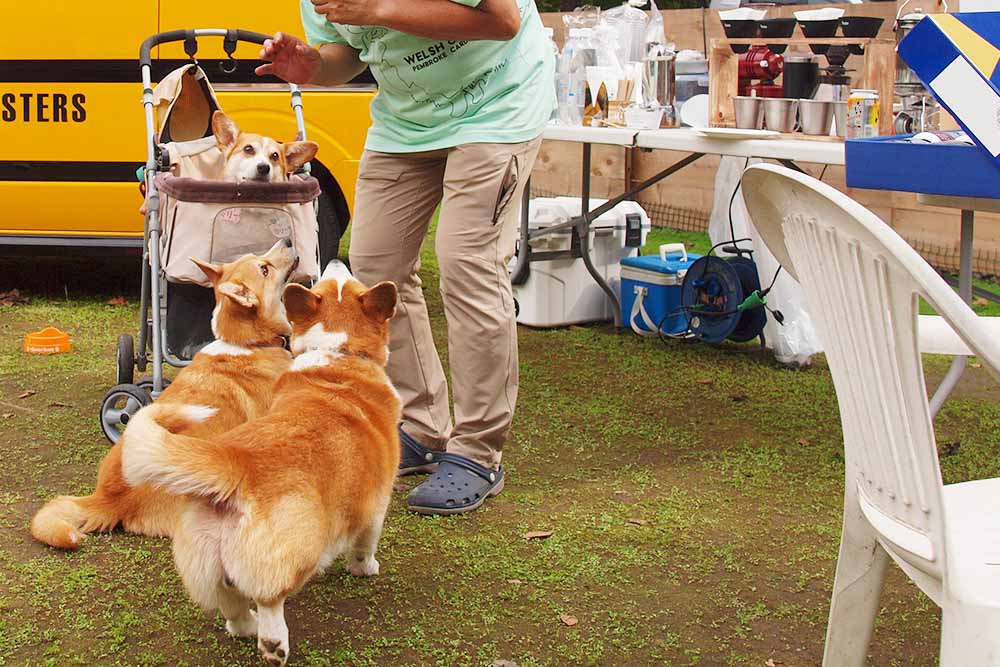 ドッグキャンプ福寿| 山梨県 山中湖村の犬と泊まれるキャンプ場