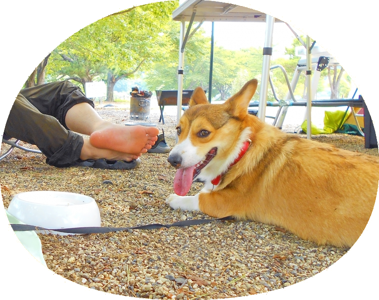 ドッグキャンプ「福寿(ふくじゅ)」| 山梨県山中湖村の愛犬と楽しむキャンプ場